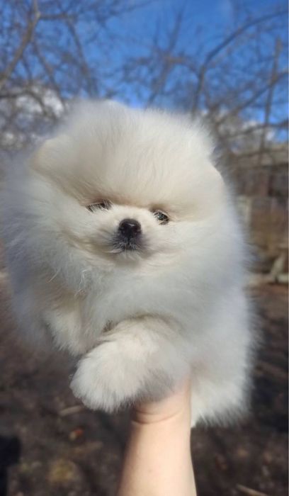 Шпиц померанский девочки, мальчики