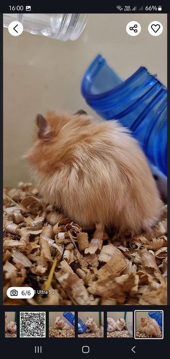 Персиковые хомячки блестящие атласные королевские пушистые джунгарские