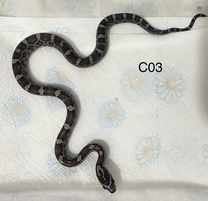 Wąż zbożowy Amel / Cinder / Snow / Pied / box + akceosora