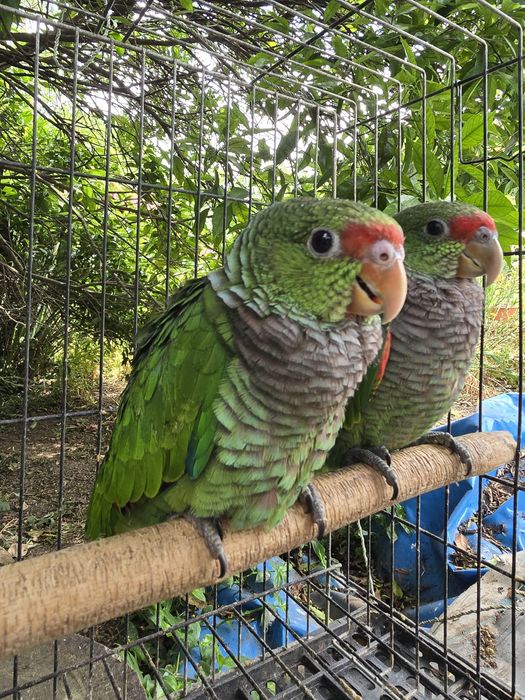 Amazona Vinacea 2025