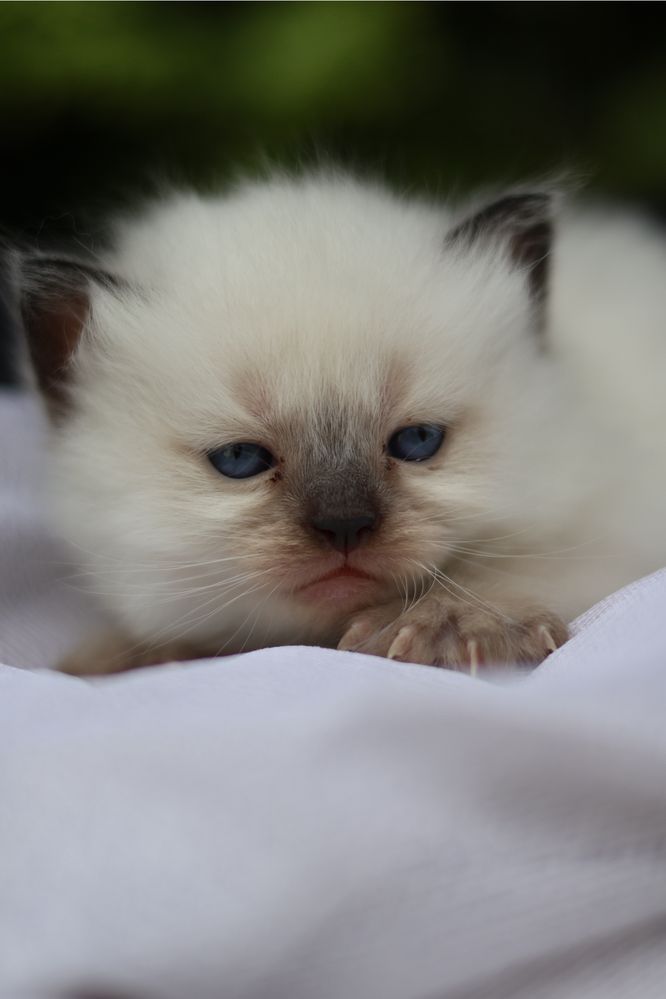 Ragdoll kotka colorpoint po przebadanych rodzicach