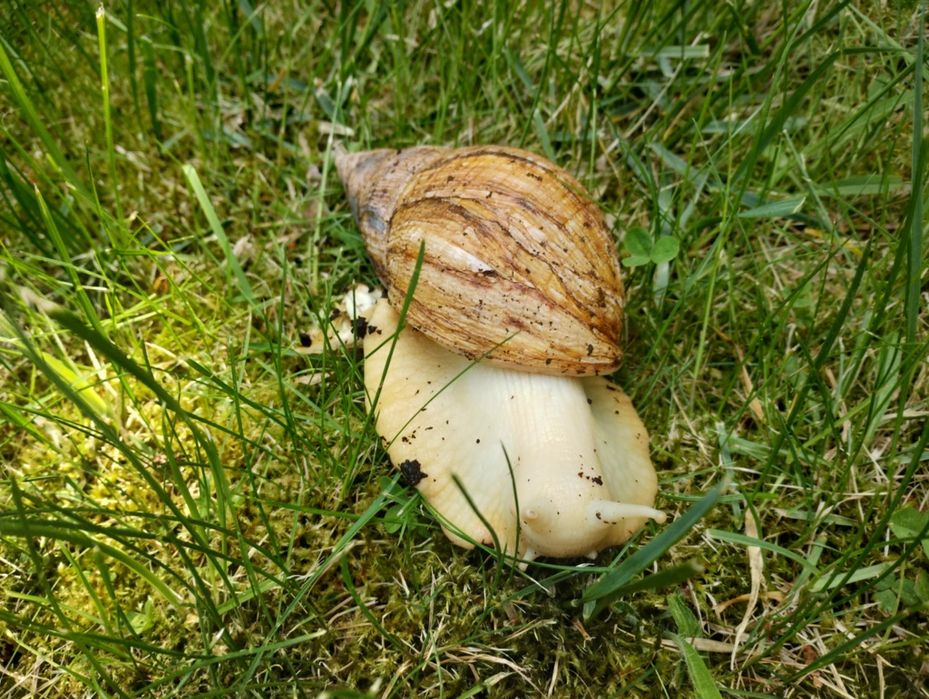 Dwa ślimaki afrykańskie + box