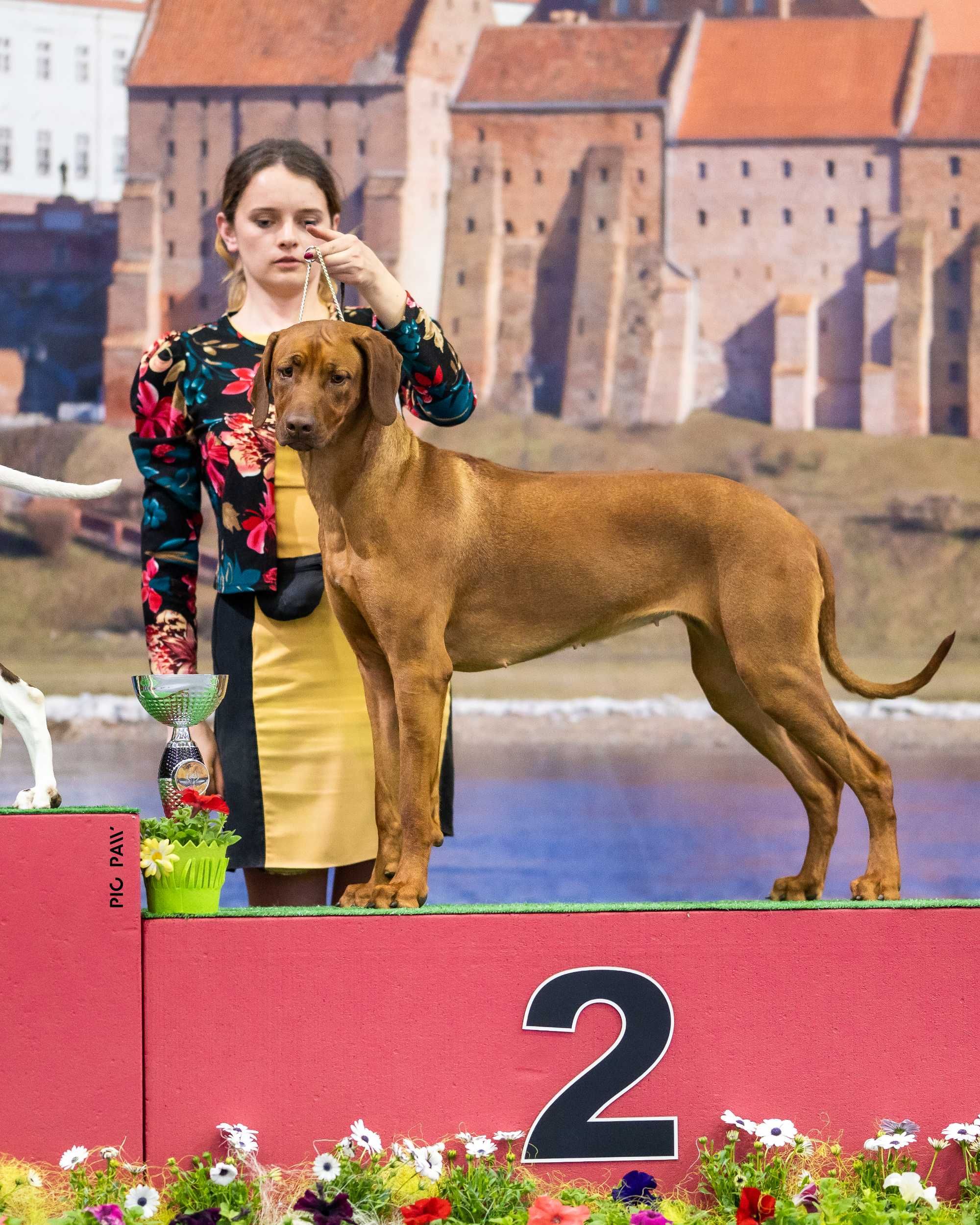 Rhodesian Ridgeback ZKwP/FCI 2024.