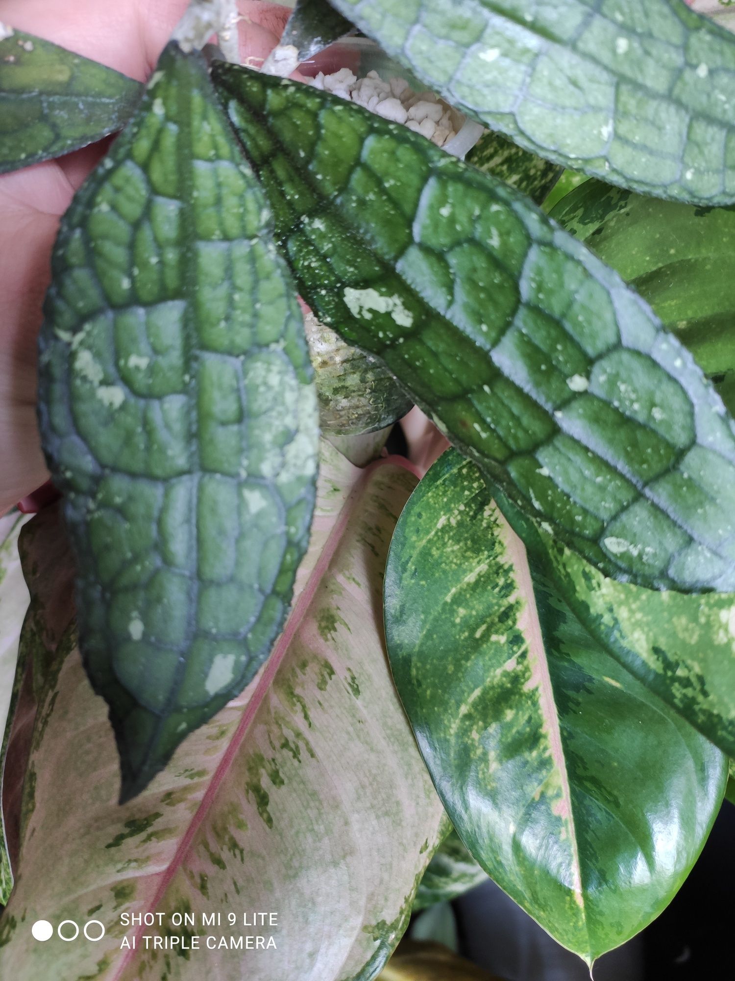 Hoya hoja clemensiorum Black splash leaves