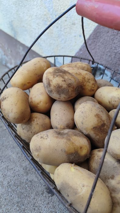 Ziemniaki Quenn Anne, Oberon z dowozem