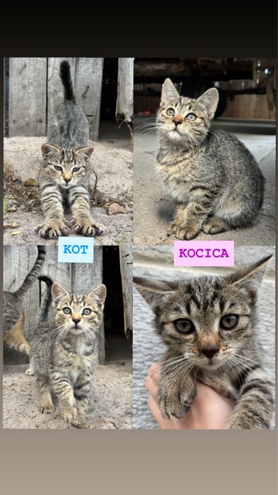 Oddam kotki kotek i kociczka szukaja nowego domu