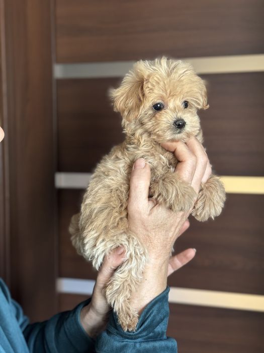 Мальтіпу дівчинка з ляльковою мордочкою міні мікро тікап той пудель