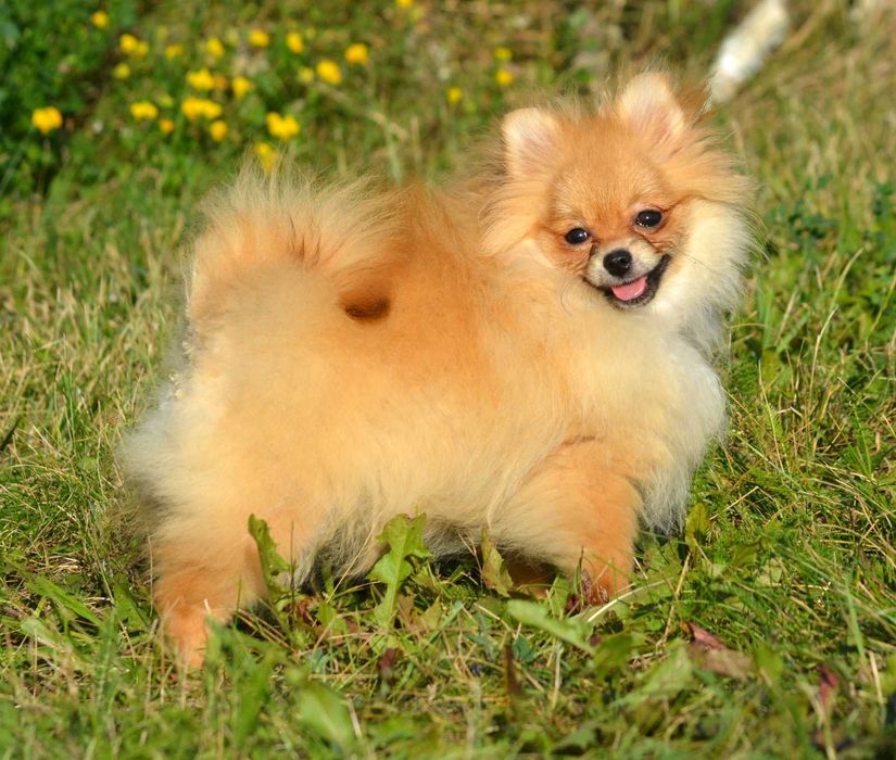 Szpic Miniaturowy Pomeranian śliczna suczka Waria ZKwP FCI rodowód