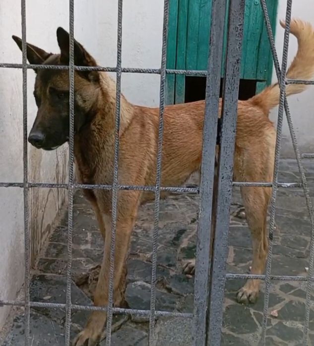 Безкоштовно. Бельгійська, німецька вівчарка. В добрі руки.