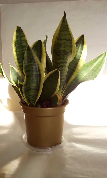 Sansevieria sansewieria wężownica Futura superba cała doniczka