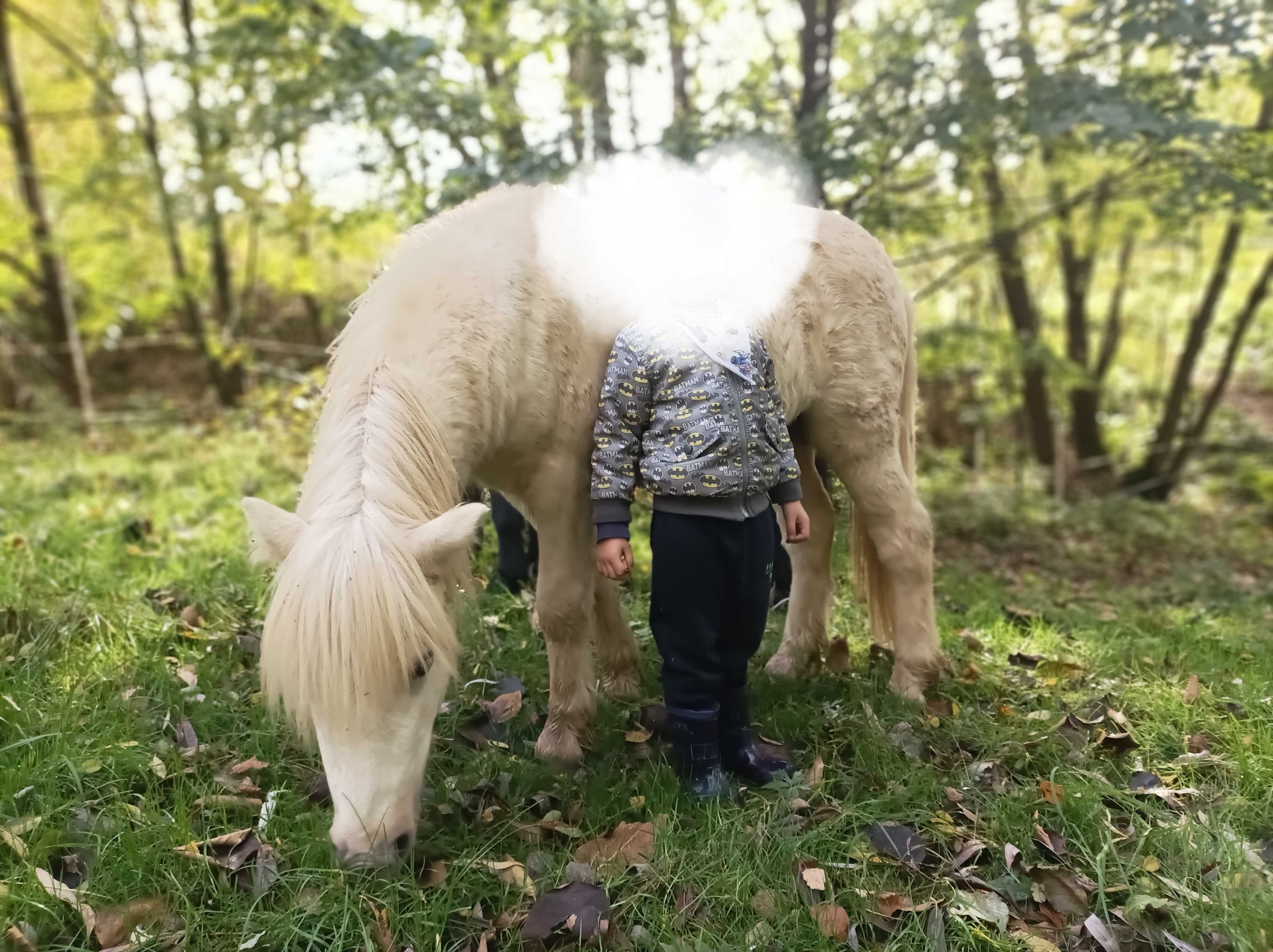 Hipoalergiczny konik miniaturowy, 1/2 curly horse, amerykański