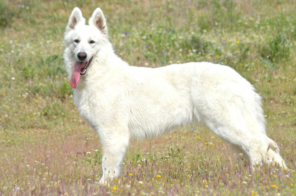 Pastor Suiço - excelente qualidade