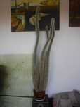 Cleistocactus 140 cm 9 pędów ZOBACZ