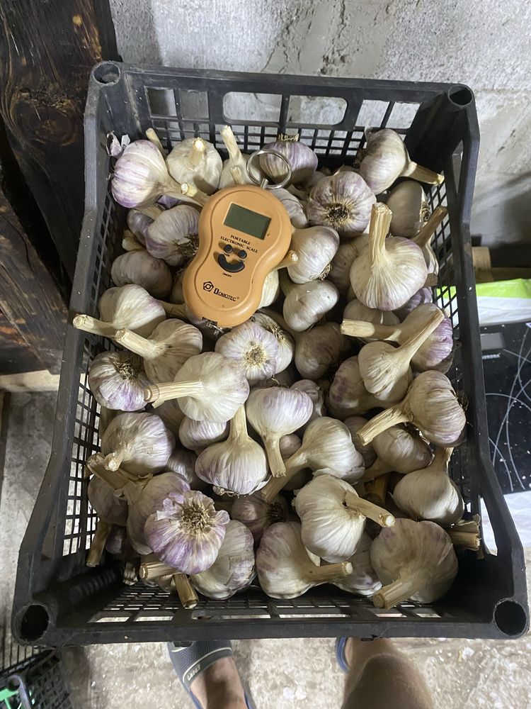Продам часник сухий різна фракція сорт Любаша і Месідор
