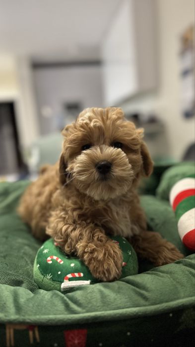 Maltipoo piesek Luca po rodzicach FCI