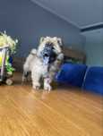 Suczka chow chow