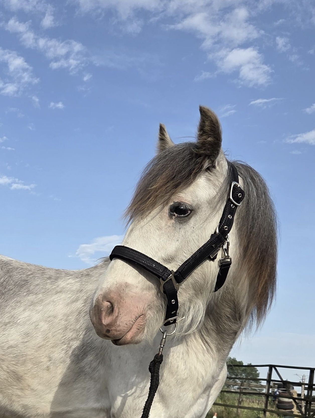 Tinker ogierek  cob