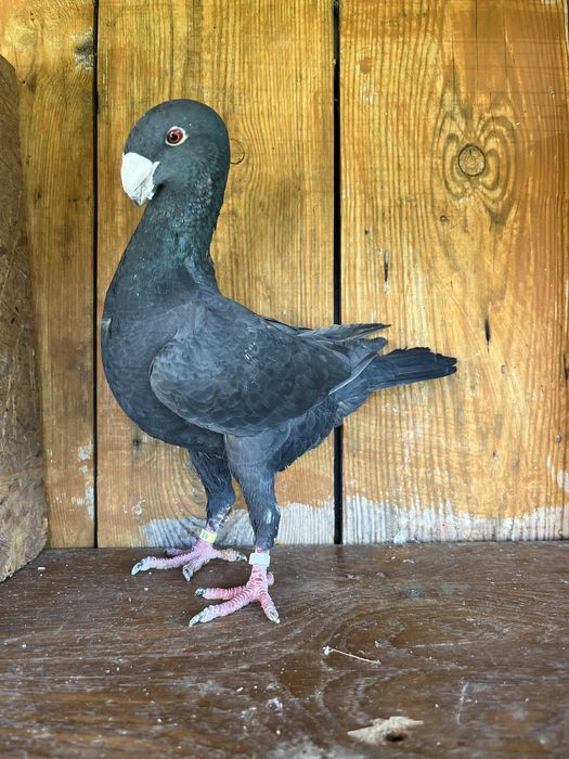 Gołębie niemiecki wystawowy samica 2023