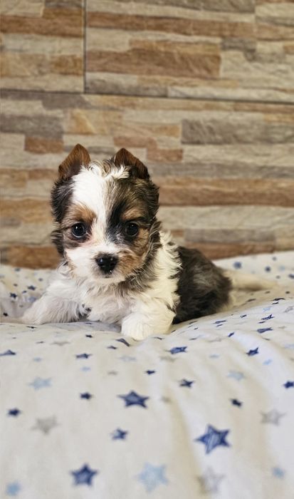 Yorkshire Terrier Blueberry śliczny piesek york
