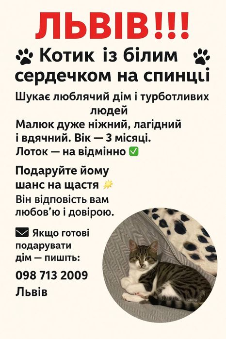 Котик кіт кошенятко