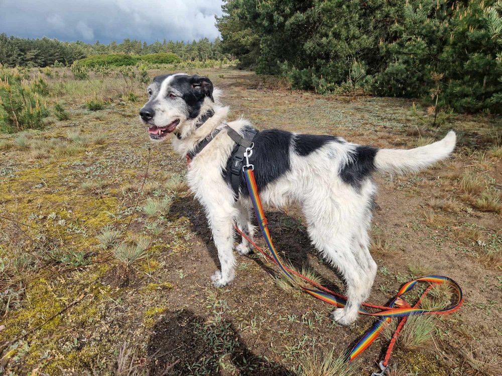 Hans w typie wyżła poleca się do adopcji