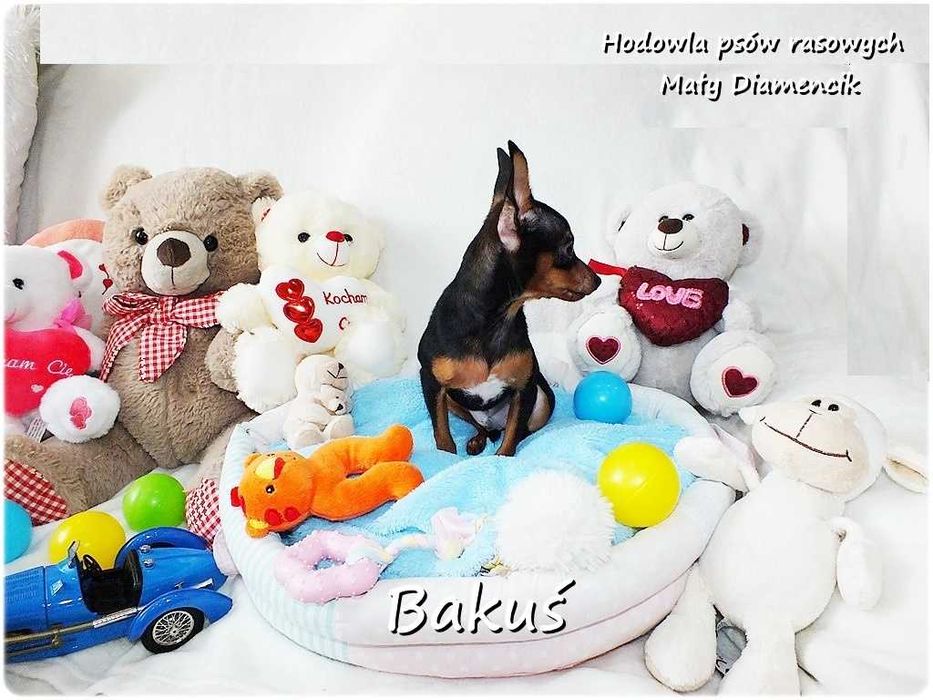 Mały Piesek BAKUŚ Ratlerek /sarenka Pinczer miniaturowy 5m-cy Rodowód