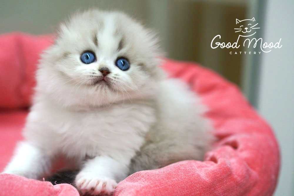 Блакитнооке породісте кошеня. Хайленд фолд.