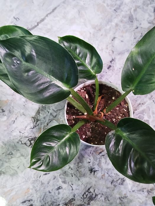 Філодендрон меліноні (Fhilodendron Melinonii), Радіатум, Ред Імперіал