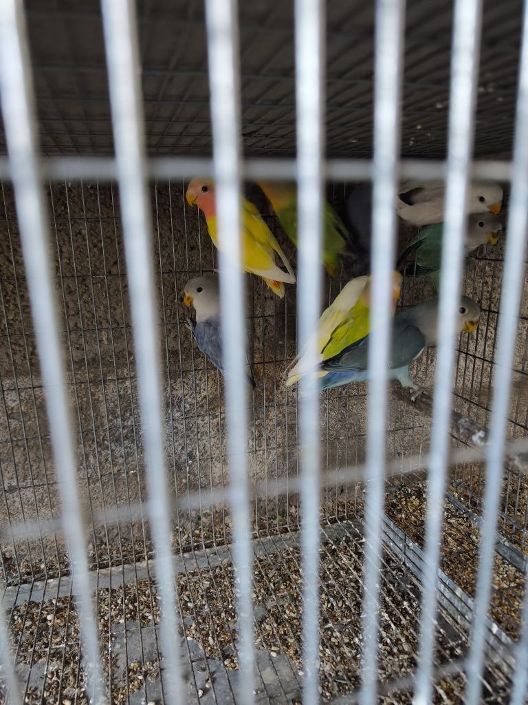 Agapornis e Caturras adultos
