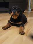 Rottweiler piekny piesek