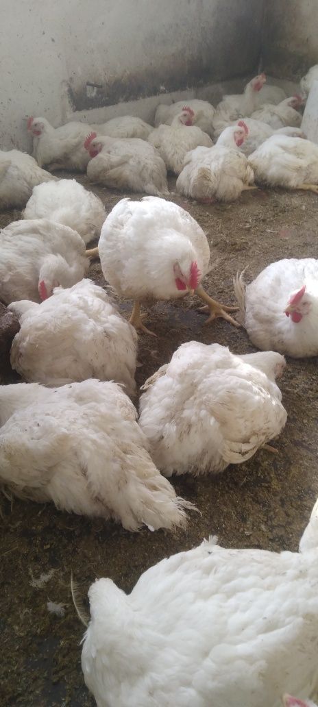 Продам мясо домашних бройлеров
