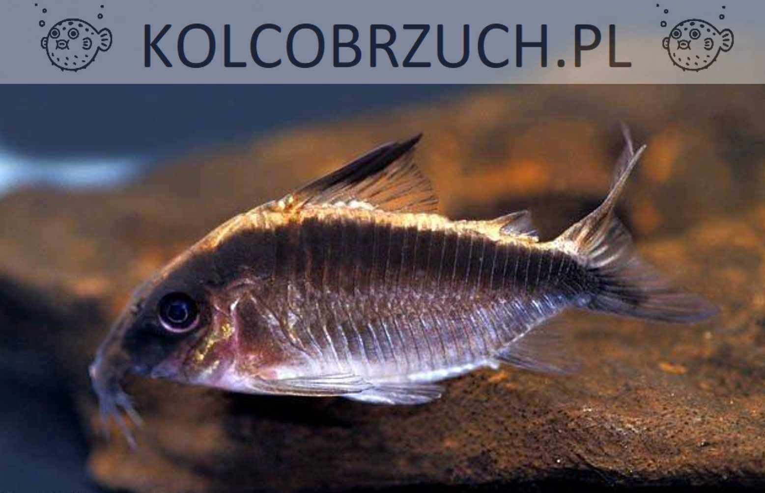 Kirysek strumieniowy - Kirys pasiasty - Corydoras arcuatus - dowóz