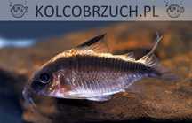 Kirysek strumieniowy - Kirys pasiasty - Corydoras arcuatus - dowóz