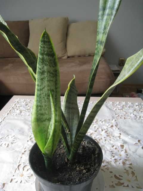 Sansewieria, wężownica 80cm. doskonale oczyszcza powietrze