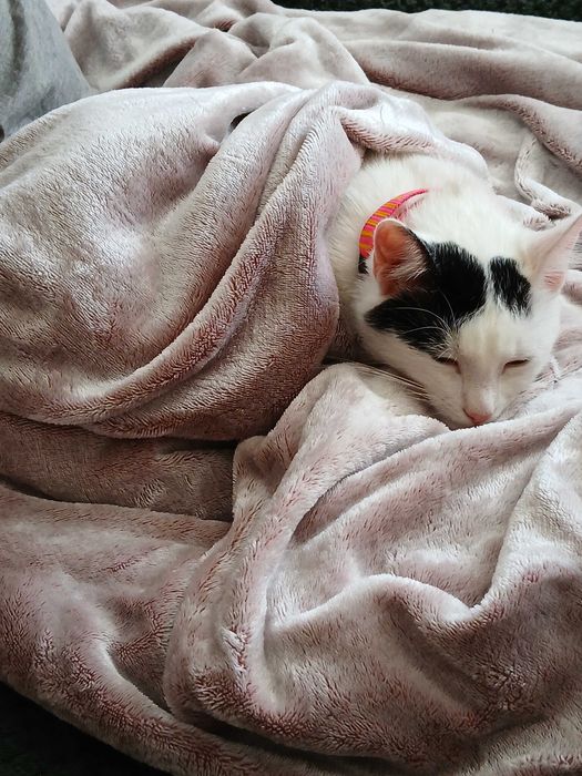 Oddam kotkę w dobre ręce, za darmo