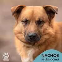 Nachos szuka cierpliwego opiekuna! OTOZ Animals Ciapkowo.