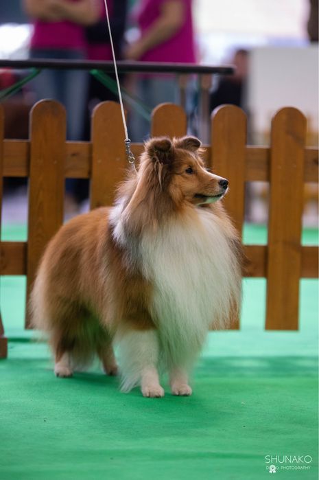 Owczarek Szetlandzki śniady piesek Hector