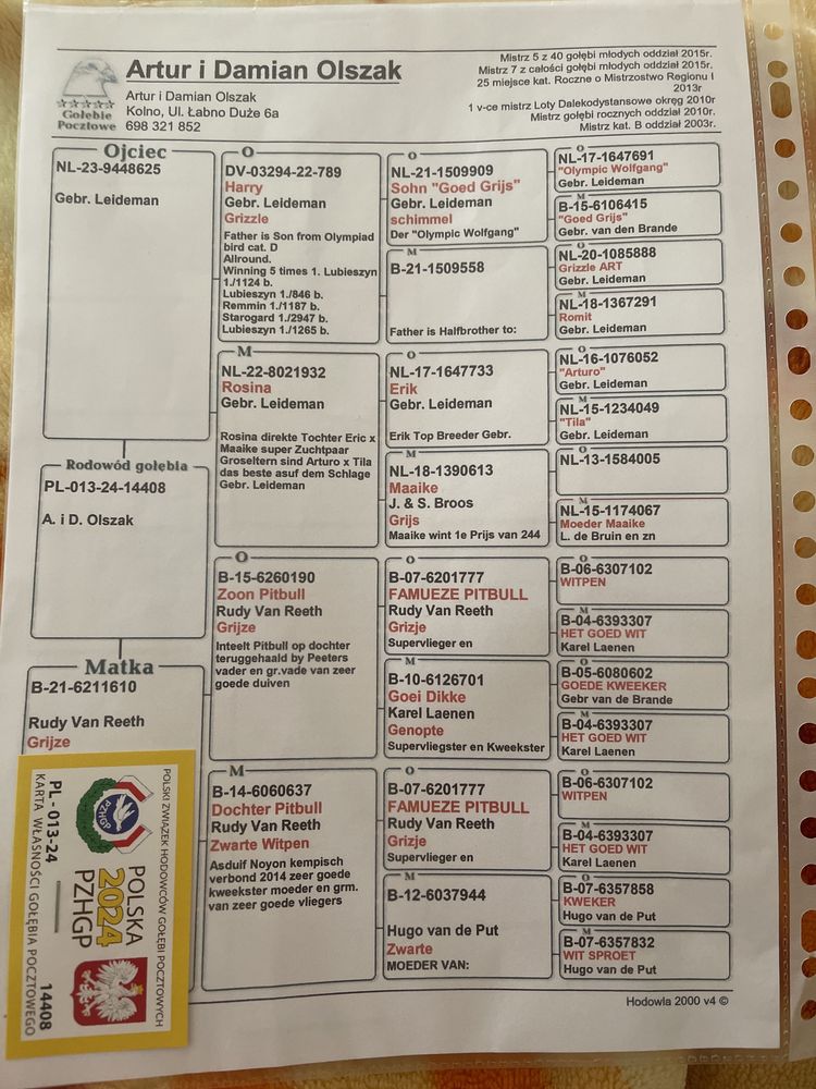 Samiec Leideman Rudy Van Reeth Grijze gołąb pocztowy gołębie pocztowe