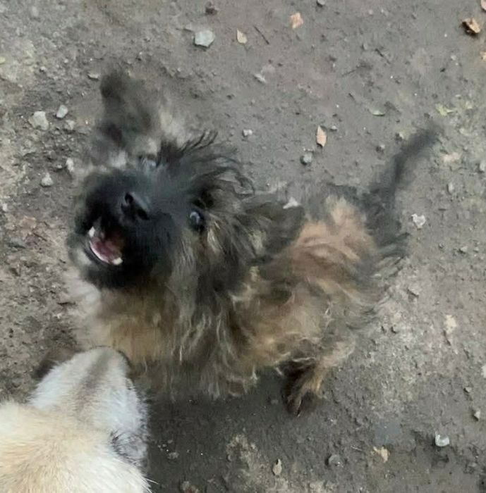 Щеня хлопчик шукає дім, 2,5 місяців