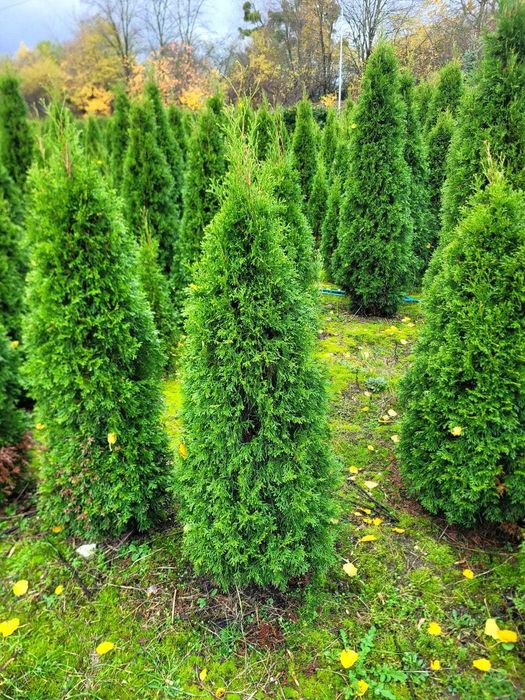 Żywotnik Smaragd 130–140 cm! Tuja od producenta, kopane na zamówienie!