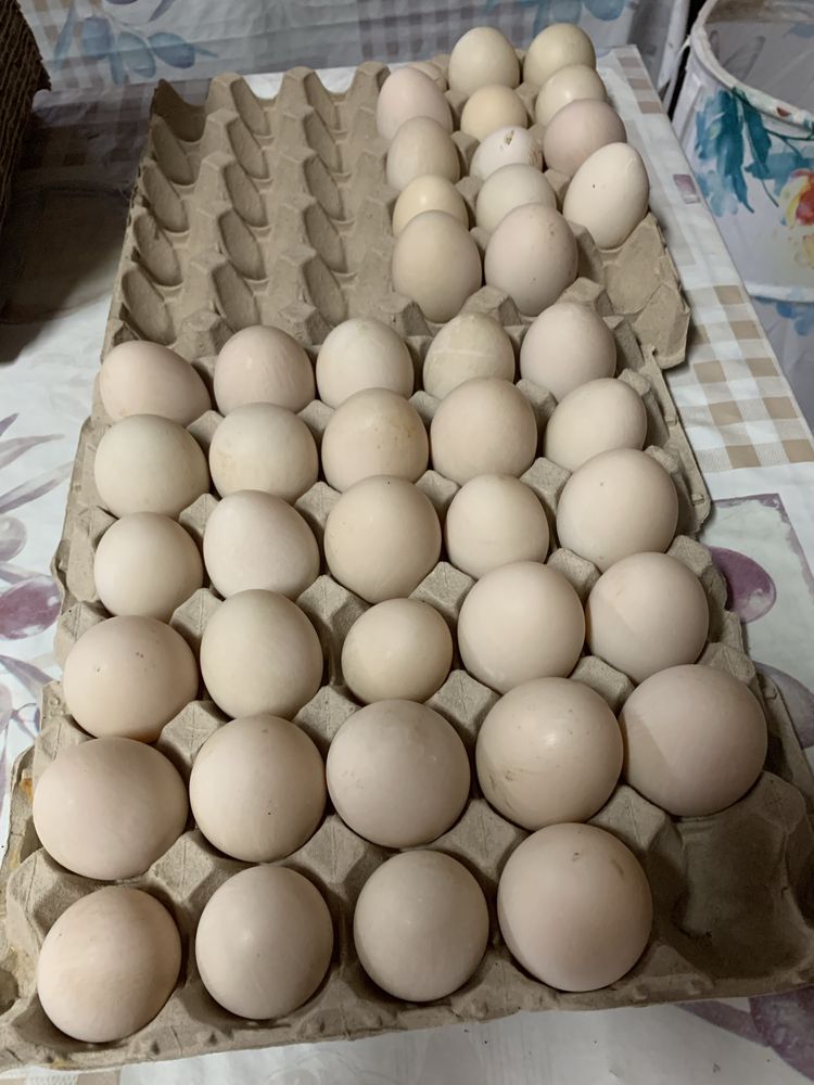 Ovos de pata caseiros 3.5 a duzia
