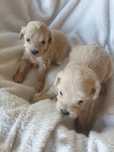 Maltipoo. Hybryda. Suczka. Maltanka/ pudel toy