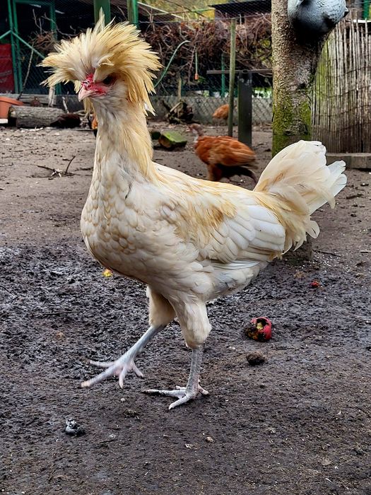 Kury czubatki KOGUTY sprzedam.