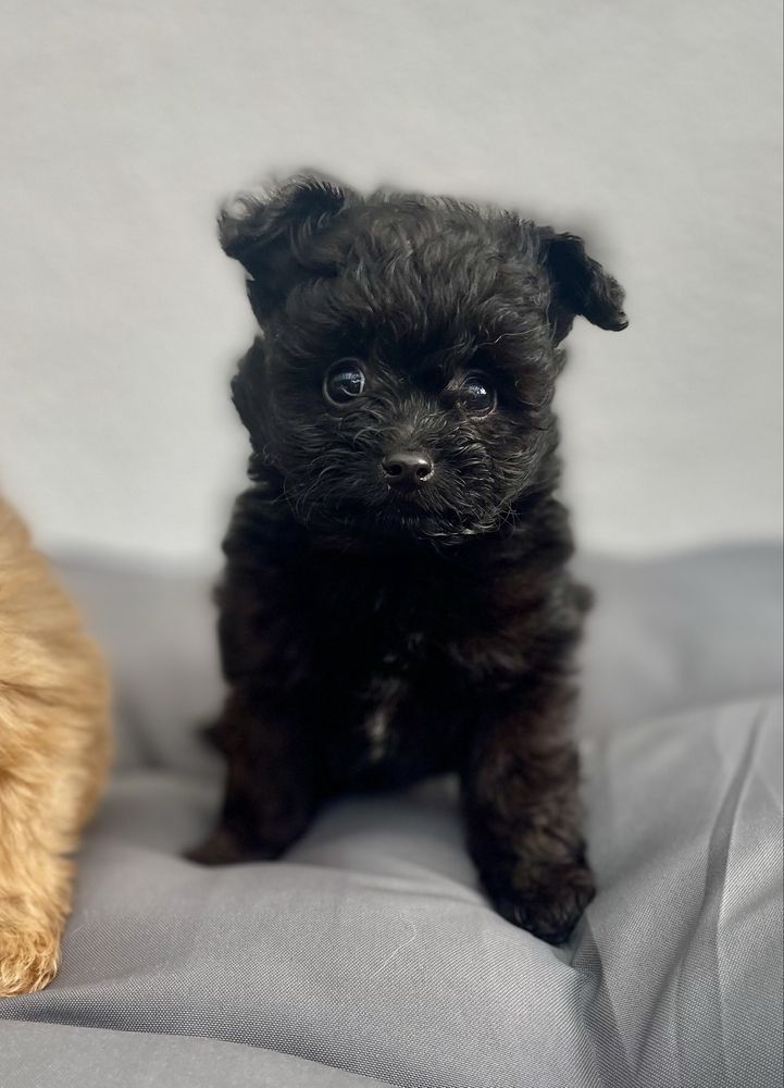 Pomapoo /chłopczyk/ hybryda szpic miniaturowy/ pudel toy