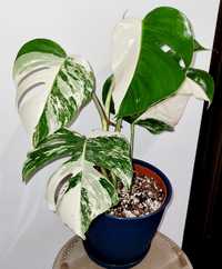 Monstera variegata half-moon