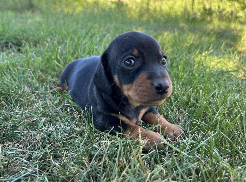 Jamnik miniaturowy/króliczy