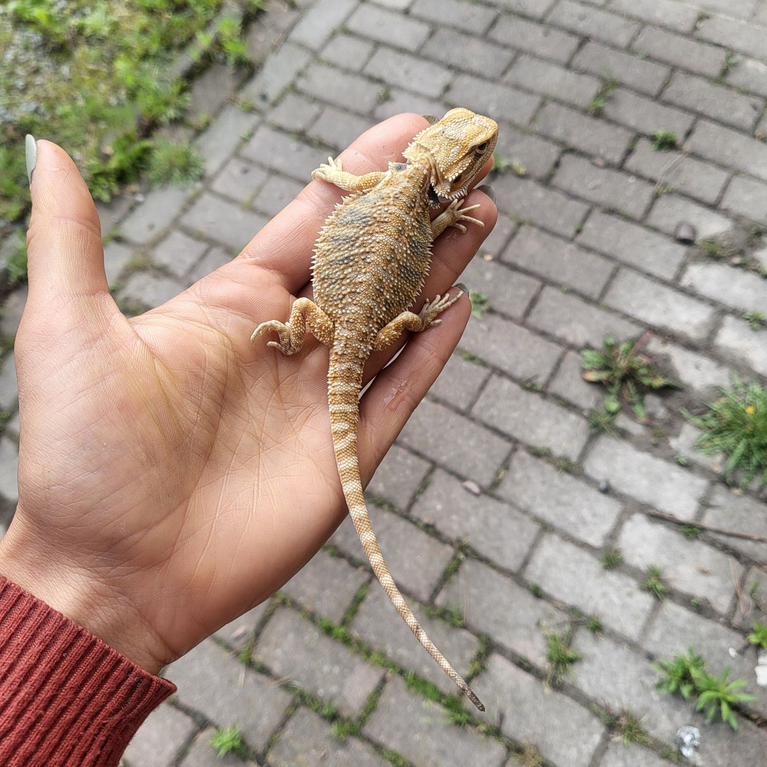 Agama brodata/ jaszczurka / gad