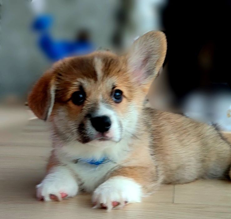 Цуценята Коргі КСУ