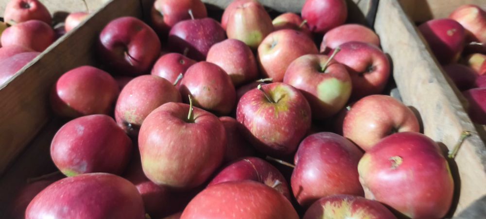 Jabłka Eliza poł-słodka soczysta 20kg własny sad drobniejsze