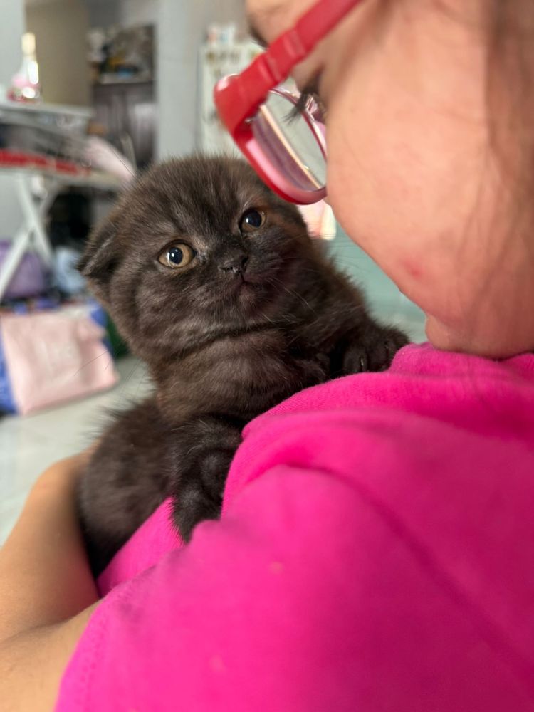 Gatinha Scottish Fold